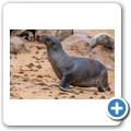 Cape Cross Seal Reserve