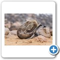 Cape Cross Seal Reserve