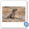 Cape Cross Seal Reserve