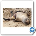 Cape Cross Seal Reserve