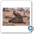 Cape Cross Seal Reserve