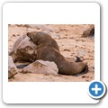 Cape Cross Seal Reserve