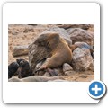 Cape Cross Seal Reserve