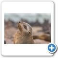 Cape Cross Seal Reserve