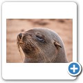 Cape Cross Seal Reserve
