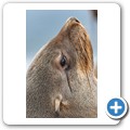 Cape Cross Seal Reserve
