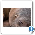 Cape Cross Seal Reserve