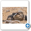 Cape Cross Seal Reserve