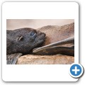 Cape Cross Seal Reserve