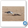 Cape Cross Seal Reserve