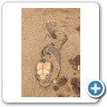 Cape Cross Seal Reserve