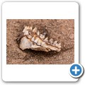 Cape Cross Seal Reserve