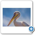 Walvis Bay - Pelikan