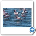 Walvis Bay - Flamingo-Lagune