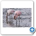 Walvis Bay - Flamingo-Lagune