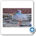 Walvis Bay - Lagune - Pelikan