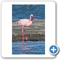 Walvis Bay - Flamingos