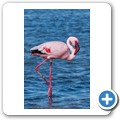 Walvis Bay - Flamingos