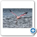 Walvis Bay - Flamingos