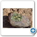 Namib-Naukluft NP - Welwitschia Drive
