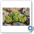 Namib-Naukluft NP - Welwitschia Drive - Swakop Rivier