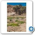 Namib-Naukluft NP - Welwitschia Drive - Swakop Rivier