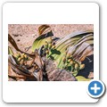 Namib-Naukluft NP - Welwitschia Drive