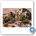 Namib-Naukluft NP - Welwitschia Drive