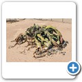 Namib-Naukluft NP - Welwitschia Drive