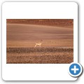 Sossusvlei - Springb&ouml;cke