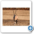 Sossusvlei - Oryx