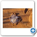 Sossusvlei - Trichternetzspinne