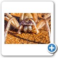Sossusvlei - Trichternetzspinne