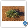 Sossusvlei
