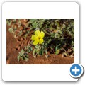 Sossusvlei