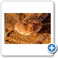 Sossusvlei - Sidewinder