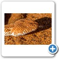 Sossusvlei - Sidewinder