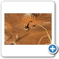 Sossusvlei - Skorpion