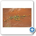 Sossusvlei