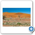 Sossusvlei - Oryx