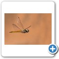 Sossusvlei - Libelle