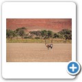 Sossusvlei - Oryx