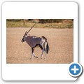 Sossusvlei - Oryx