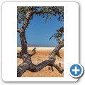 Sossusvlei - Weberv&ouml;gel