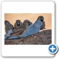 Sossusvlei - Weberv&ouml;gel