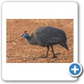 Perlhuhn