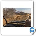 Impala