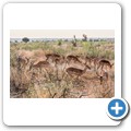 Impala