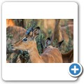 Impala
