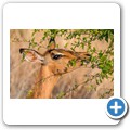 Impala
